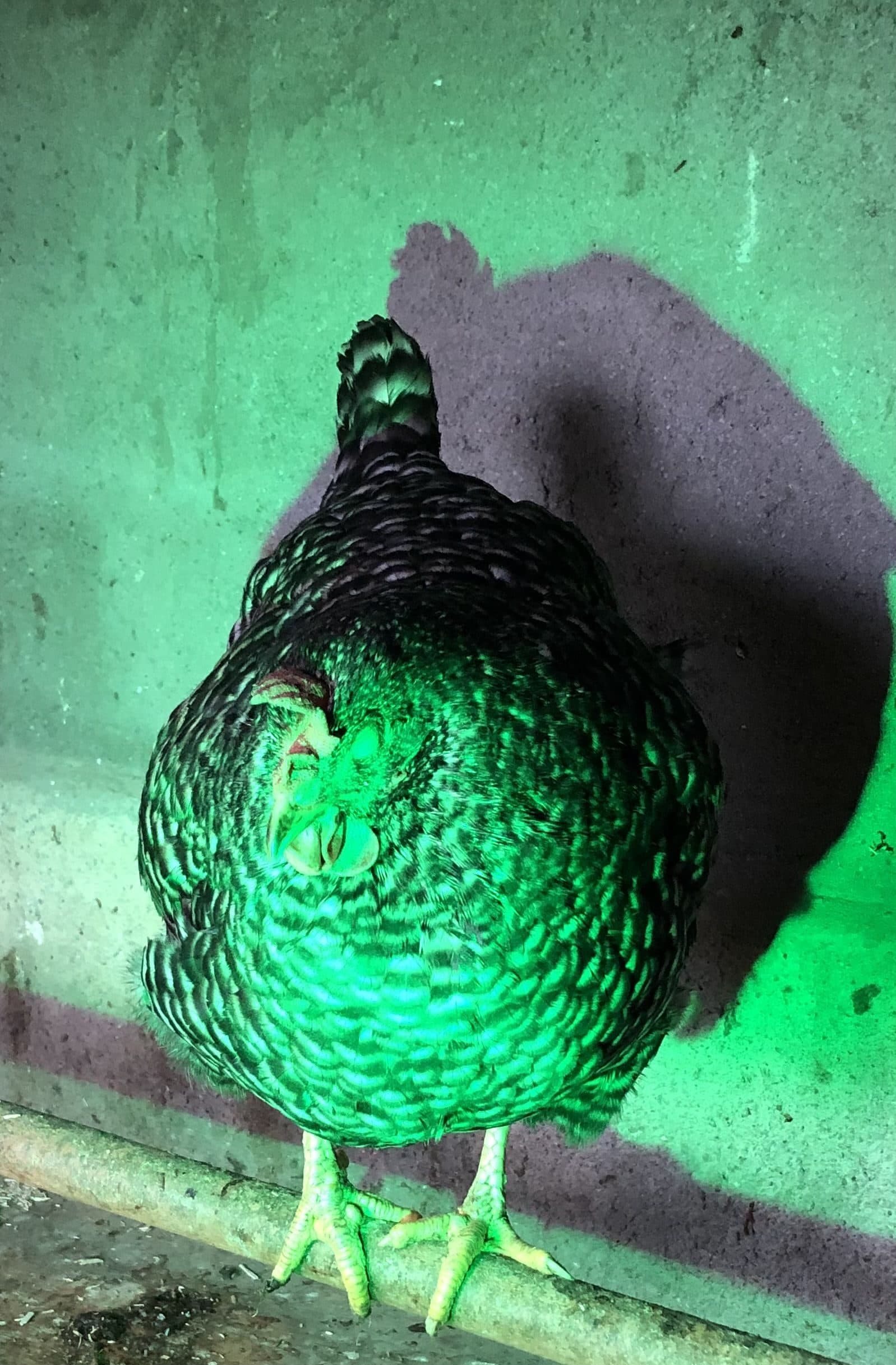 Farbenspiel in der Natur