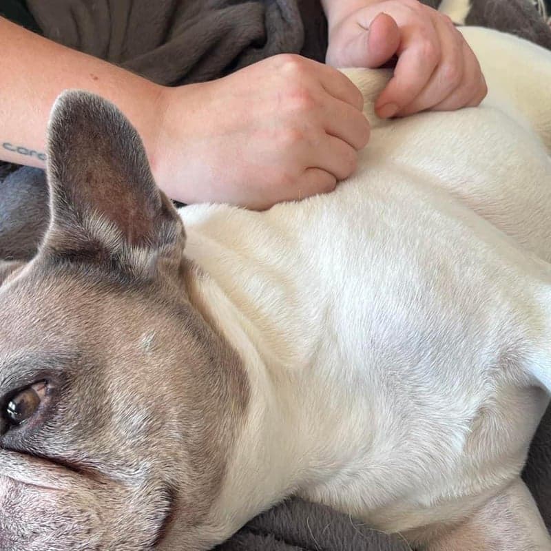 Hundemassage