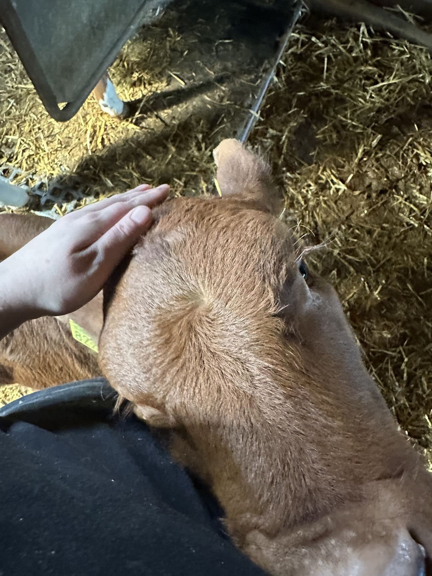 Kalb bei der Behandlung