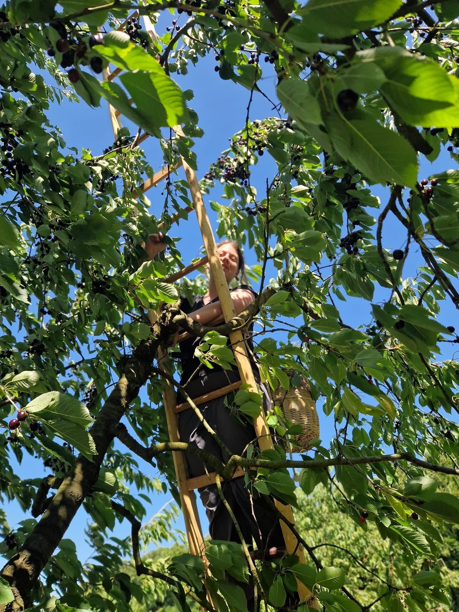 Kirschbaum in der Natur