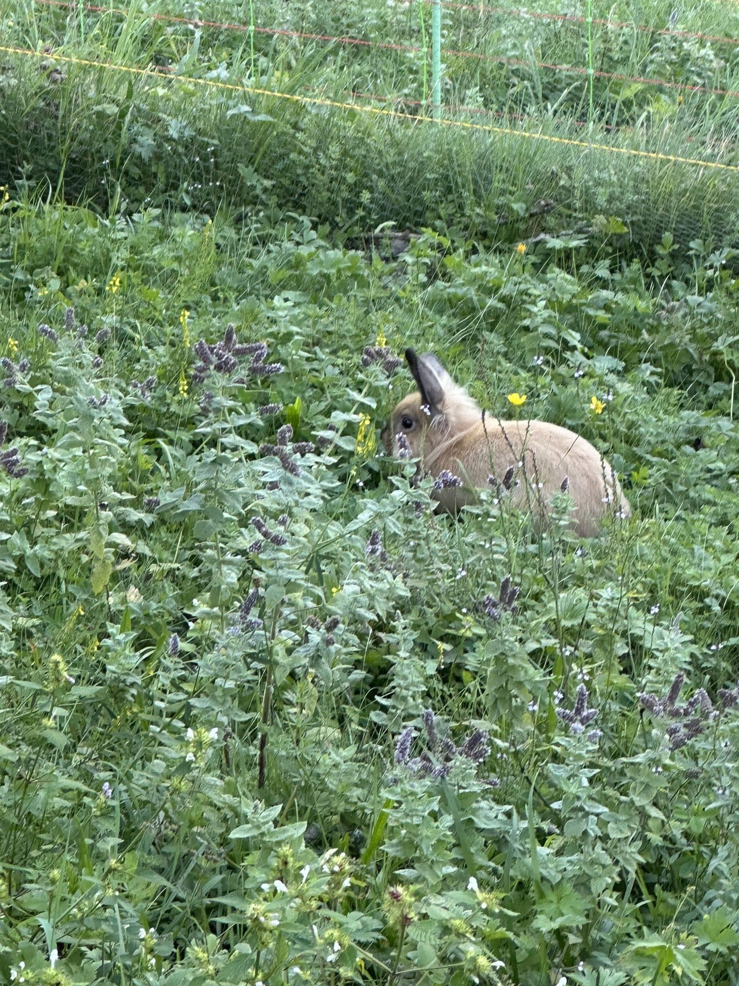 Tier in der Natur