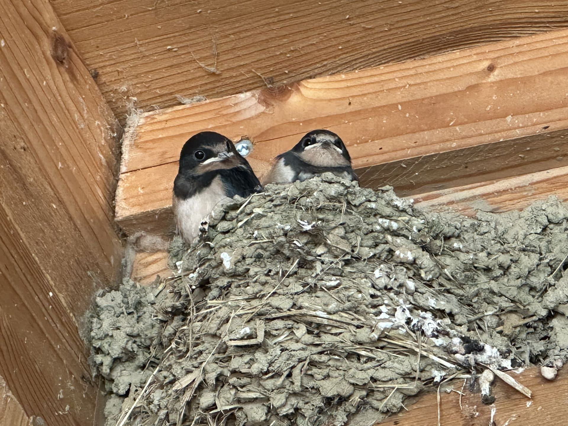 Schwalben im Nest