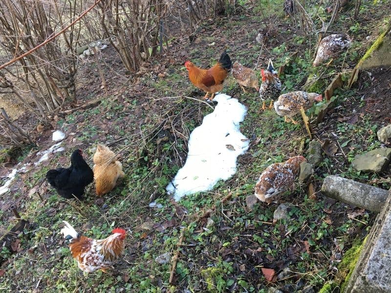 Einen Teil unserer Hühnergruppe