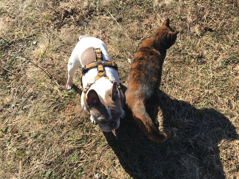 Pixxi und Maggie