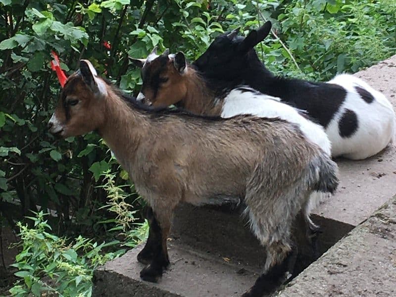 3 von 4 Zwergziegen