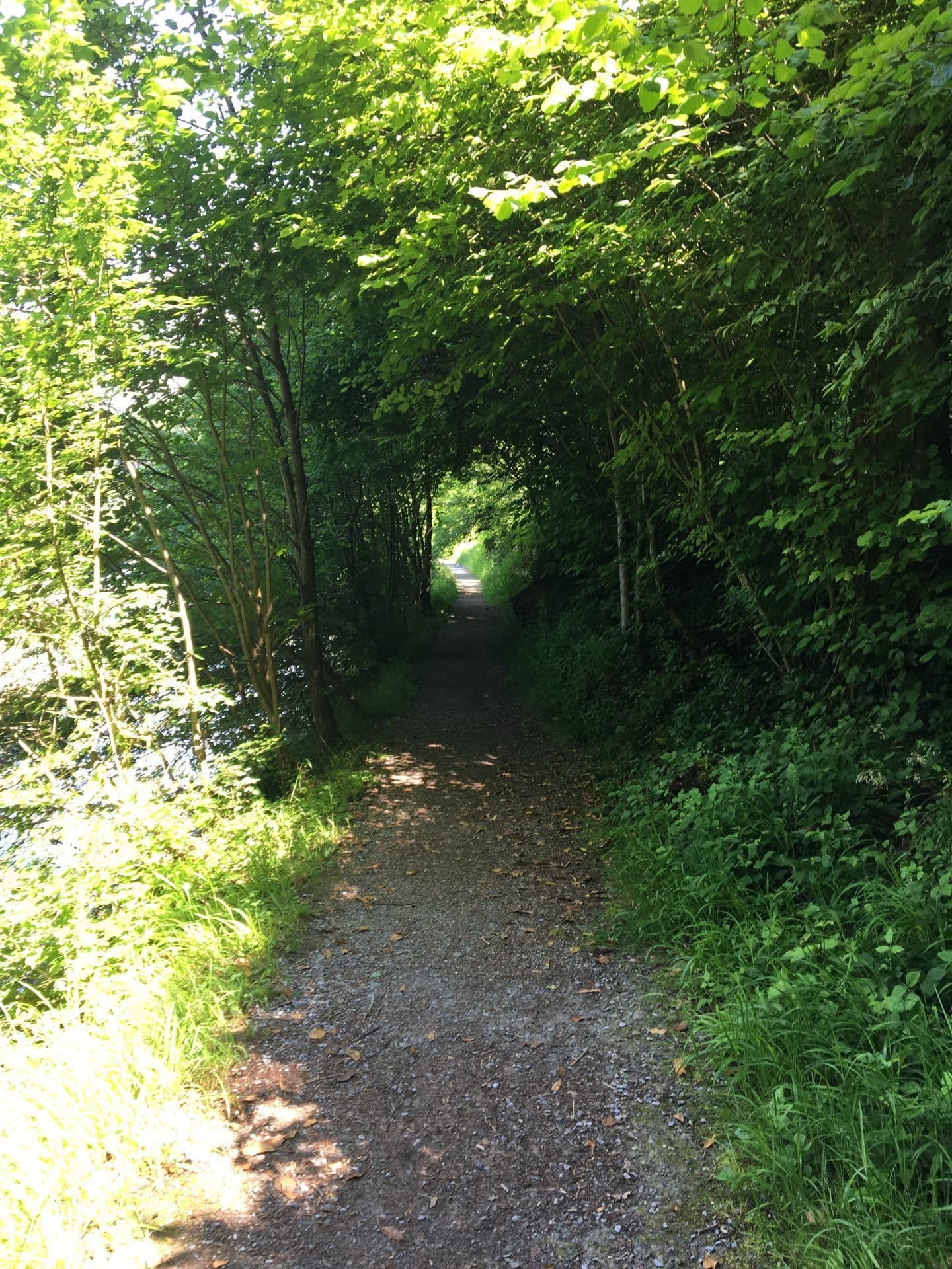 Waldweg in der Natur