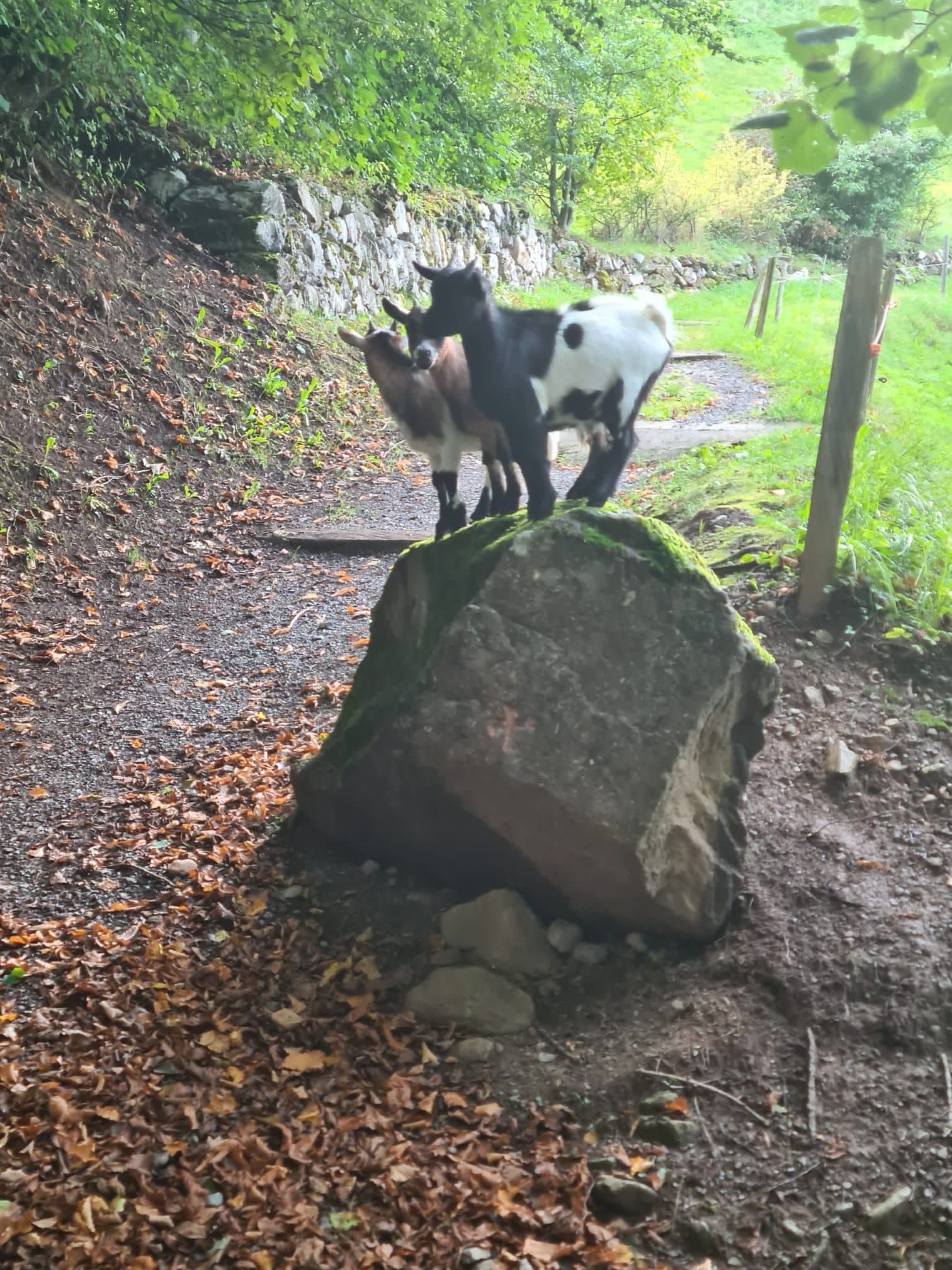 Ziegen auf der Weide